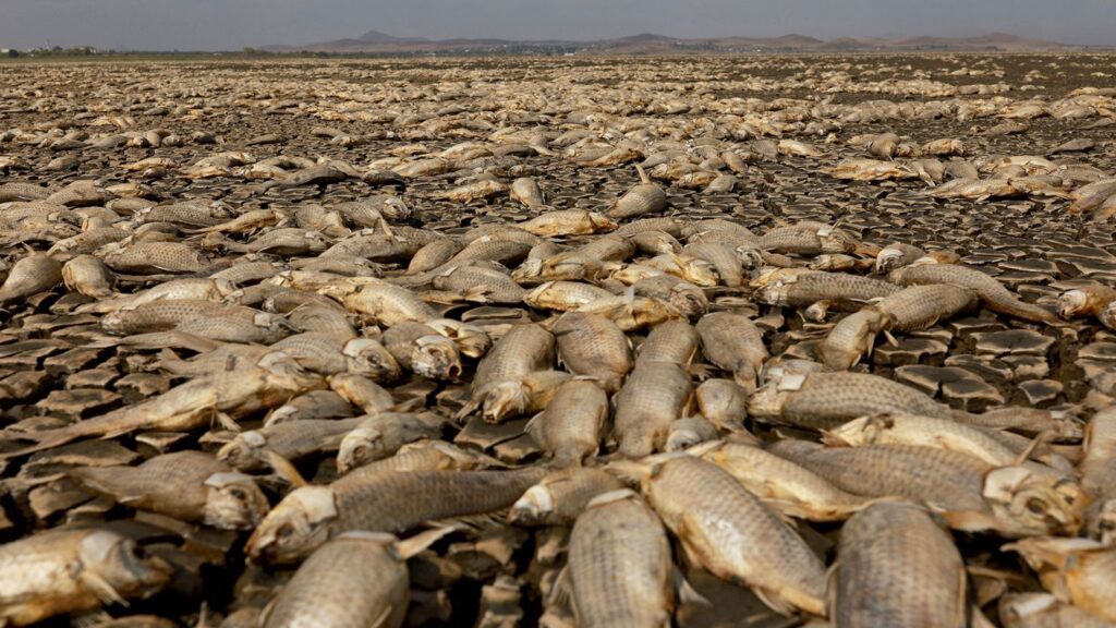 Thousands of fish die in Mexico after lagoon dries amid extreme heat and drought