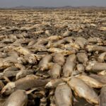 Thousands of fish die in Mexico after lagoon dries amid extreme heat and drought